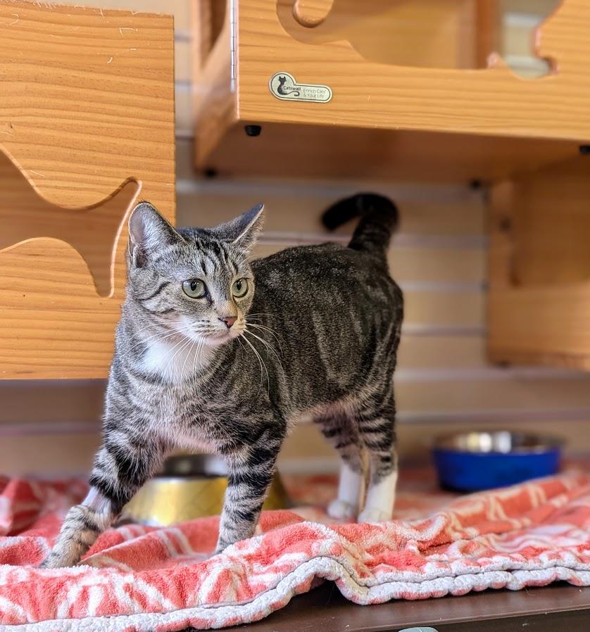 Enlarge Riv, a ADOPTABLE Domestic Short Hair in Coquitlam, BC image 2/2