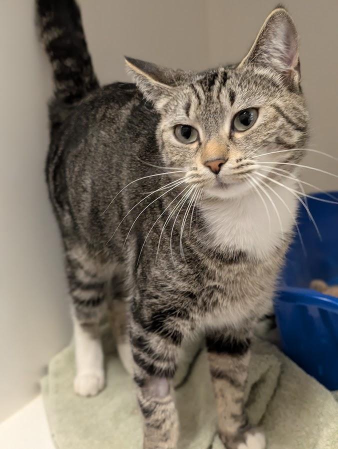 Riv, ADOPTABLE, Adult Female Domestic Short Hair.