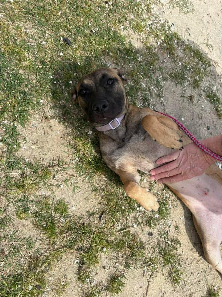 Enlarge Zoe, a ADOPTABLE mixed breed in Mullins, SC image 5/5