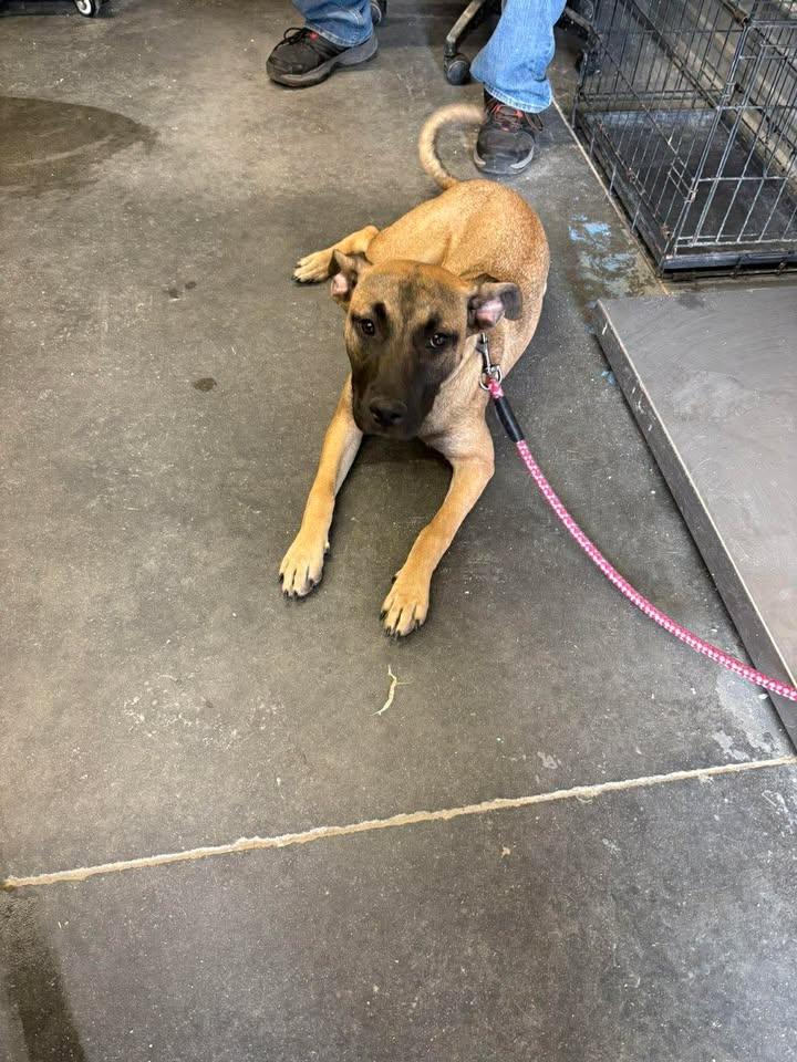 Enlarge Zoe, a ADOPTABLE mixed breed in Mullins, SC image 2/5