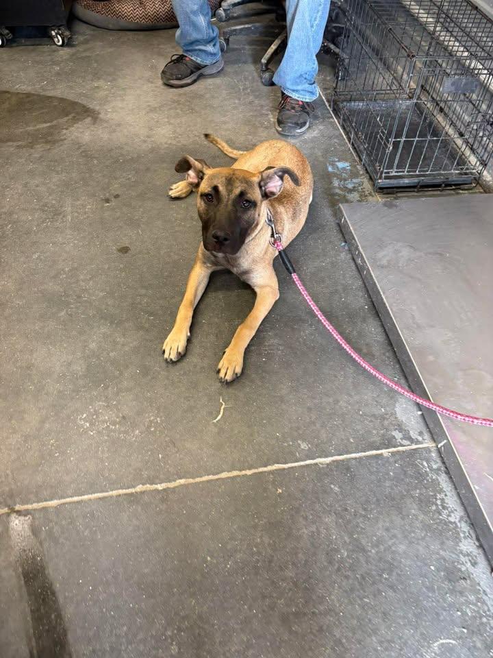 Enlarge Zoe, a ADOPTABLE mixed breed in Mullins, SC image 1/5