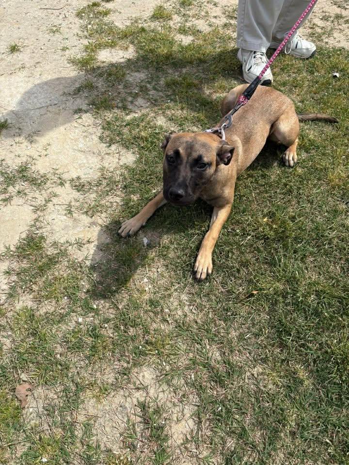 Enlarge Zoe, a ADOPTABLE mixed breed in Mullins, SC image 3/5