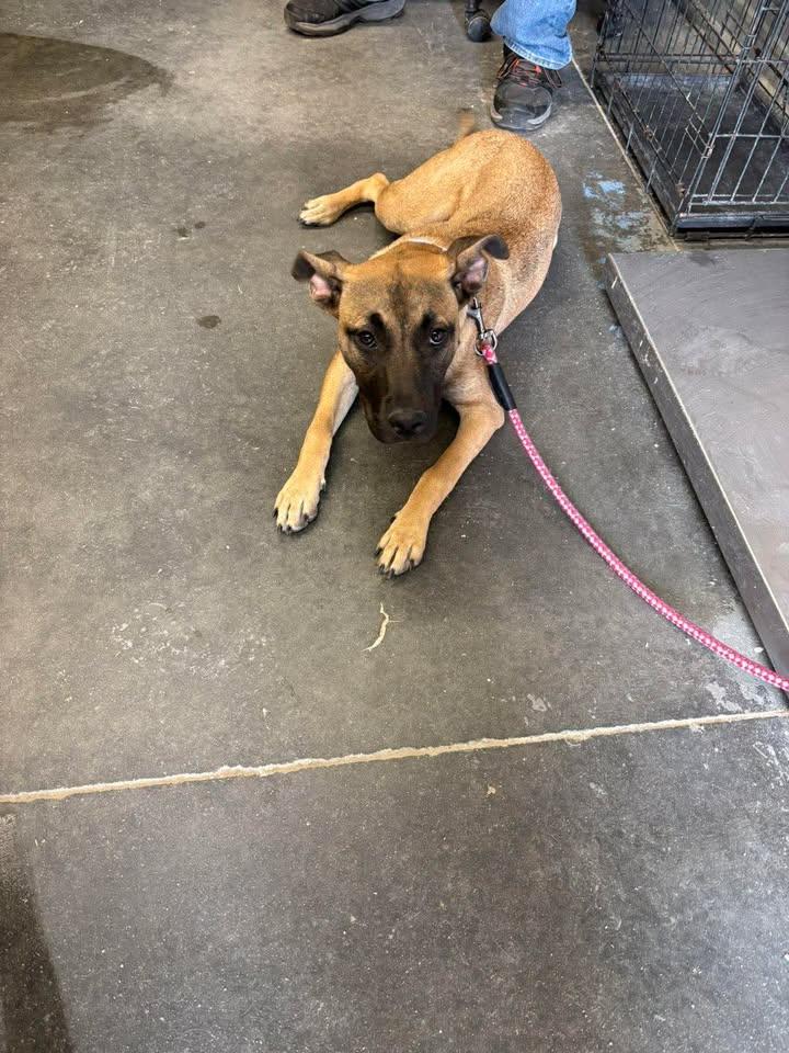 Enlarge Zoe, a ADOPTABLE mixed breed in Mullins, SC image 4/5