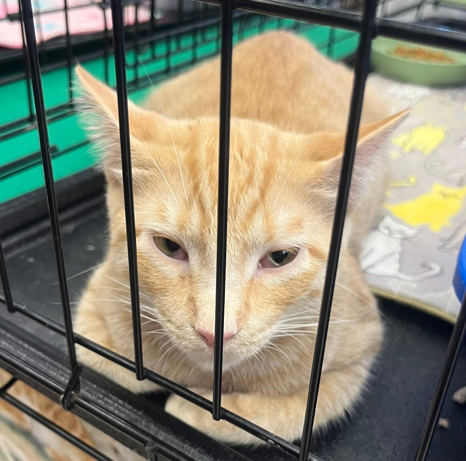 Enlarge Arjun N., a Adoptable Oriental Tabby in Sacramento, CA image 1/1