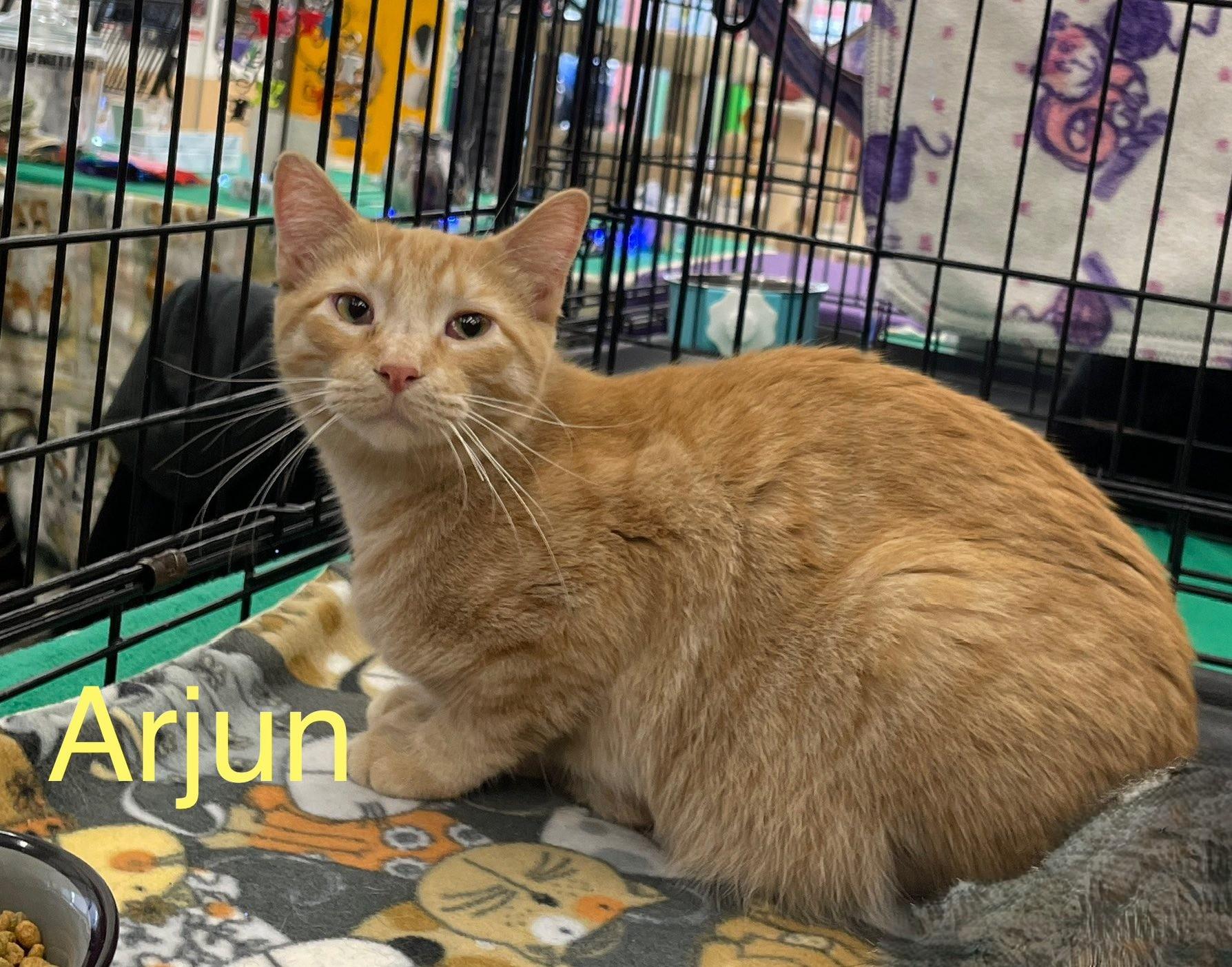 Arjun N., adoptable, Young Male Oriental Tabby.