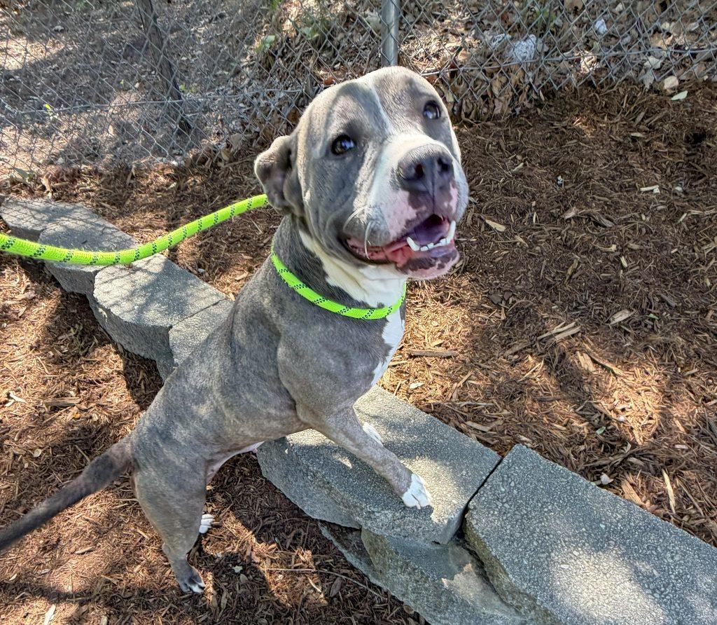 Enlarge Merida, a Adoptable Mixed Breed in Durham, NC image 1/3