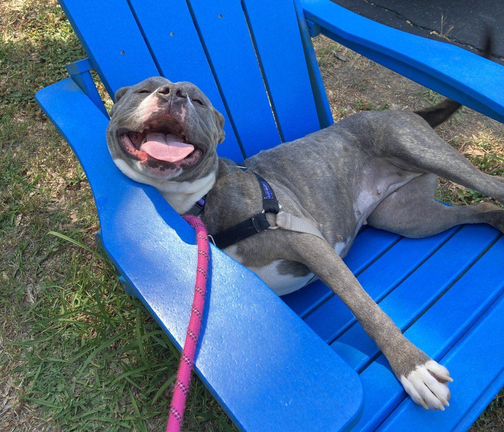 Enlarge Merida, a Adoptable Mixed Breed in Durham, NC image 2/3