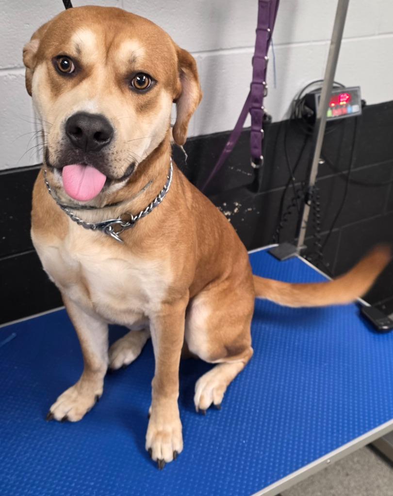 HUNTER 2, a Adoptable mixed breed in Fremont, OH image 1/2