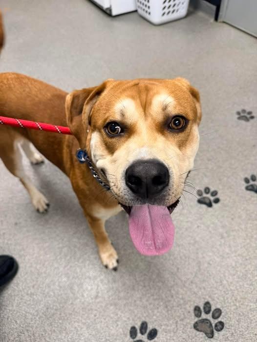 HUNTER 2, a Adoptable mixed breed in Fremont, OH image 2/2