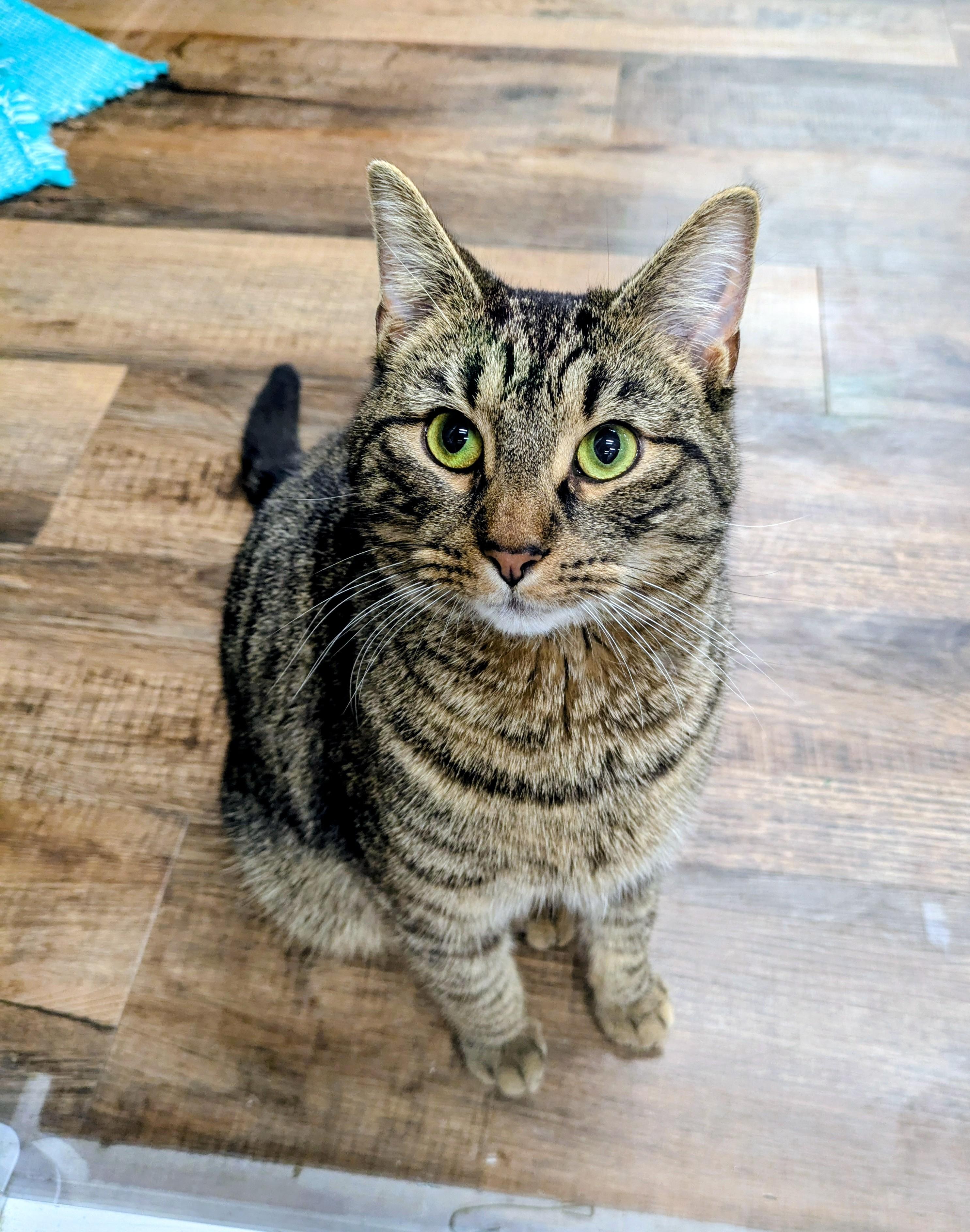 Walnut, ADOPTABLE, Adult Male American Shorthair.