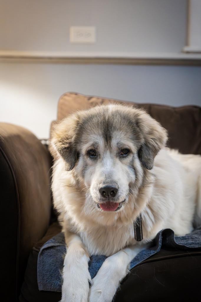 Enlarge Luna, a Adoptable Great Pyrenees in Libertyville, IL image 1/6