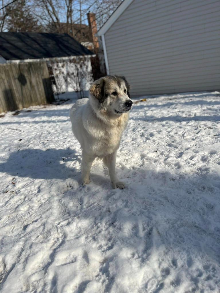 Enlarge Luna, a Adoptable Great Pyrenees in Libertyville, IL image 2/6