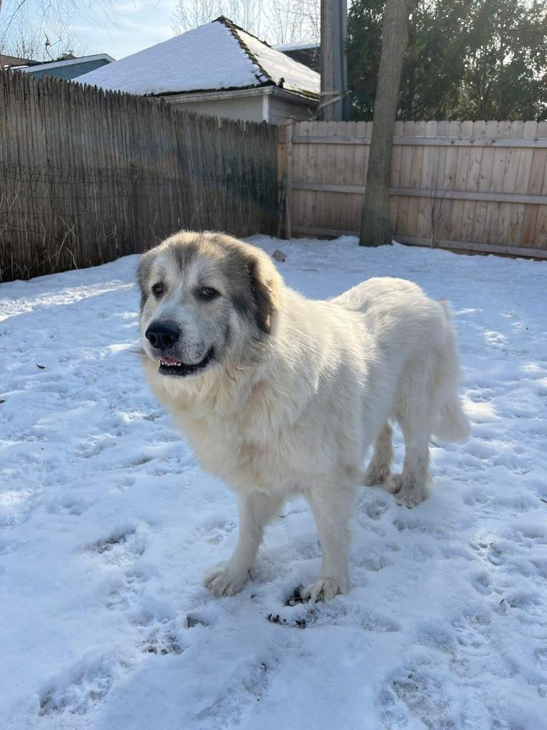 Enlarge Luna, a Adoptable Great Pyrenees in Libertyville, IL image 3/6