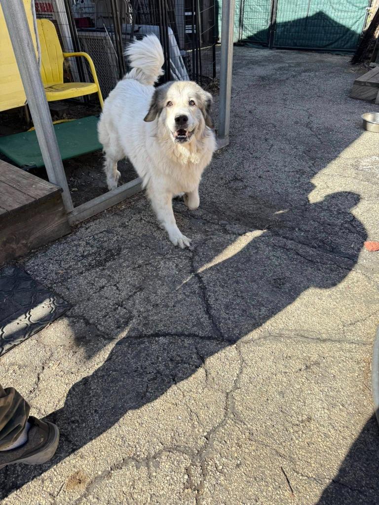 Enlarge Luna, a Adoptable Great Pyrenees in Libertyville, IL image 4/6