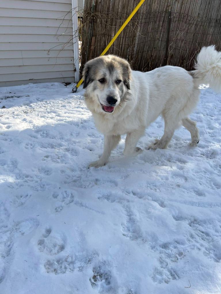 Enlarge Luna, a Adoptable Great Pyrenees in Libertyville, IL image 5/6