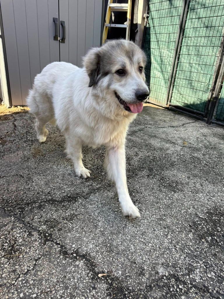 Enlarge Luna, a Adoptable Great Pyrenees in Libertyville, IL image 6/6