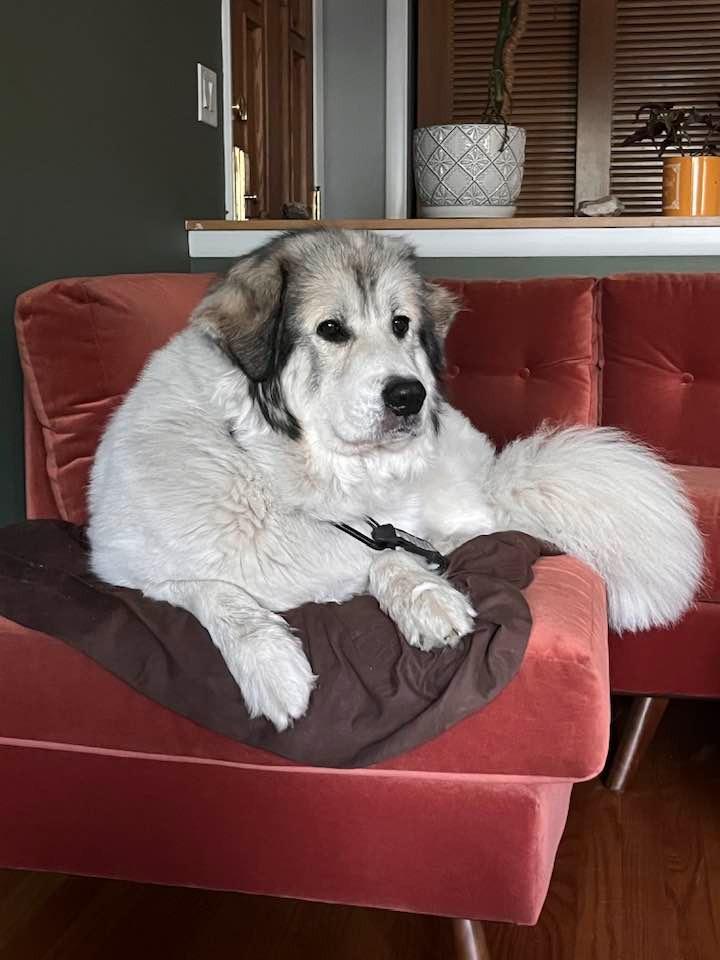 Enlarge Luna, a Adoptable Great Pyrenees in Libertyville, IL image 6/6