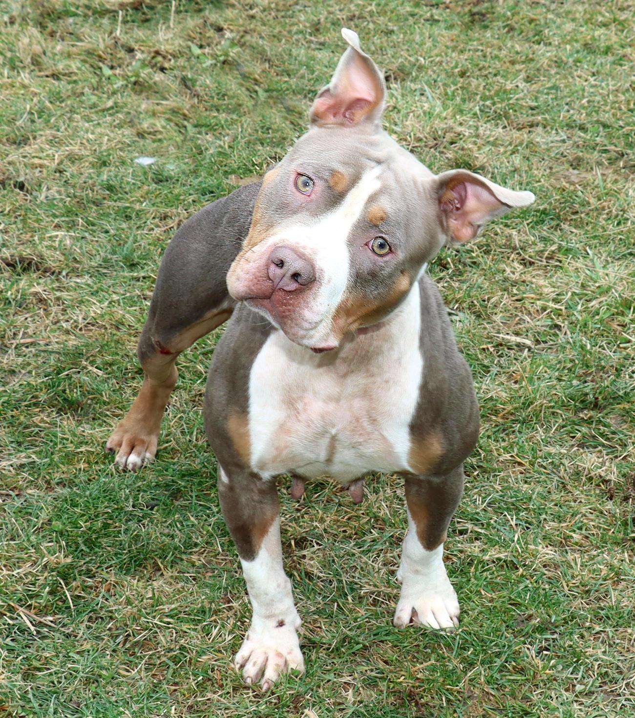 Enlarge Sadie Mae, a ADOPTABLE mixed breed in Euclid, OH image 4/6