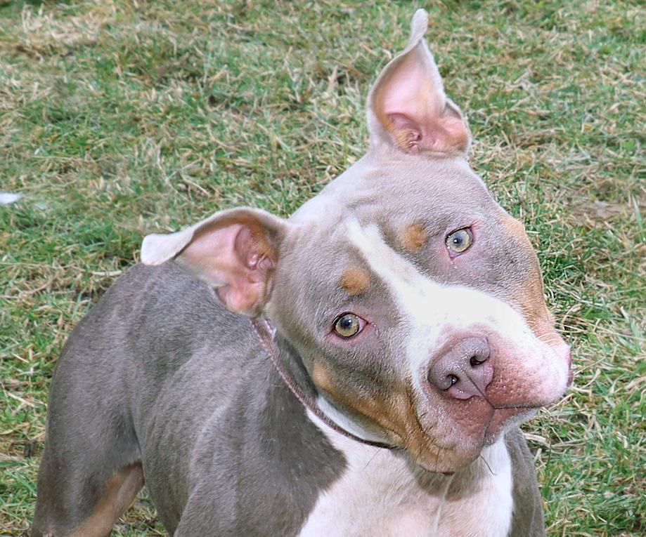 Enlarge Sadie Mae, a ADOPTABLE mixed breed in Euclid, OH image 1/6