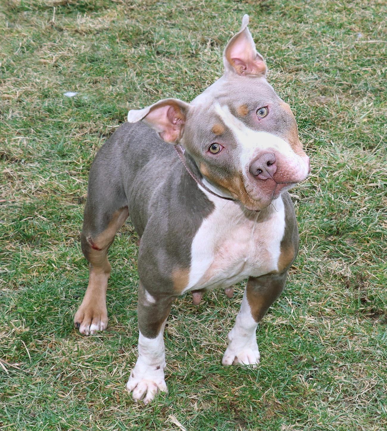 Enlarge Sadie Mae, a ADOPTABLE mixed breed in Euclid, OH image 6/6