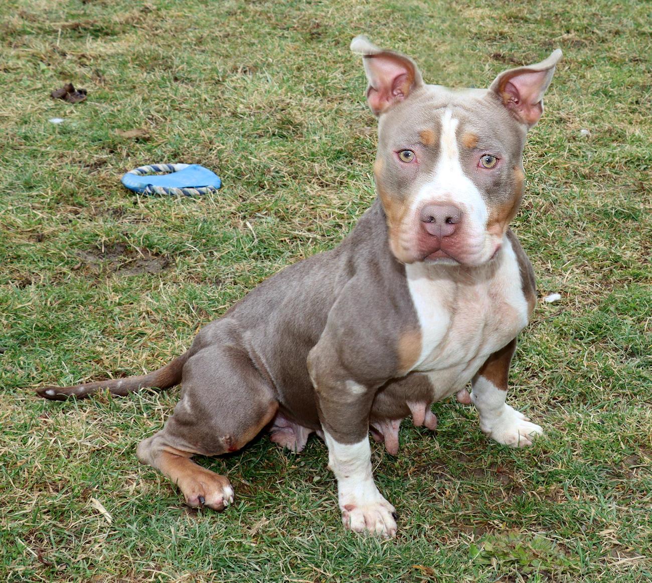 Enlarge Sadie Mae, a ADOPTABLE mixed breed in Euclid, OH image 5/6