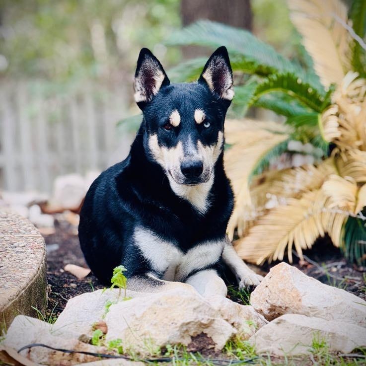 Boo, Adult Male Husky
