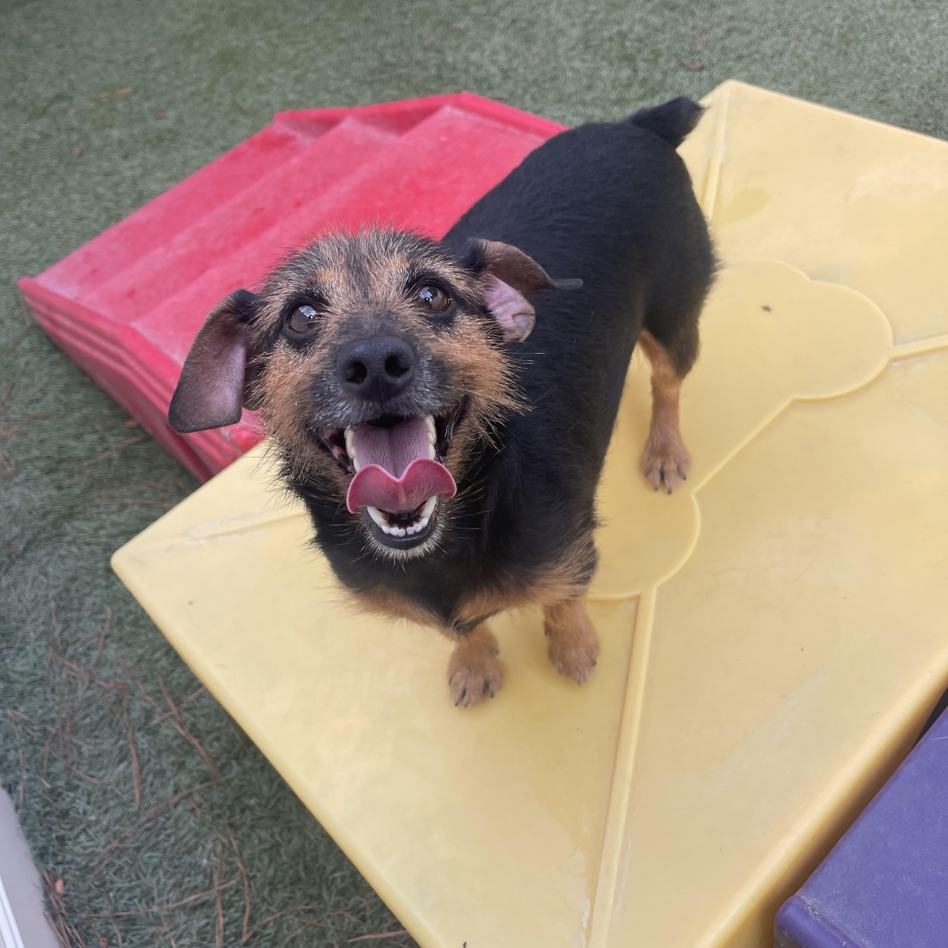 Enlarge Skippy, a Adopted mixed breed in Baton Rouge, LA image 2/3