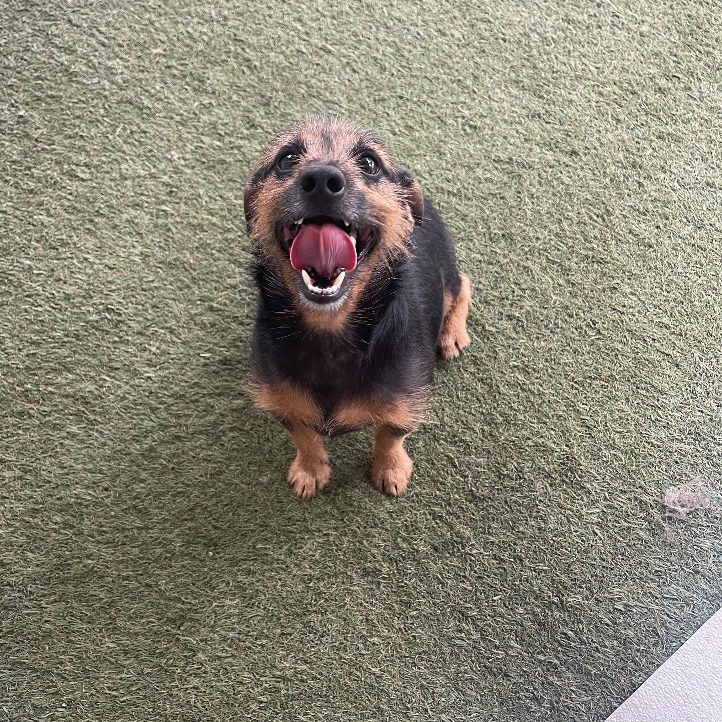 Enlarge Skippy, a Adopted mixed breed in Baton Rouge, LA image 3/3