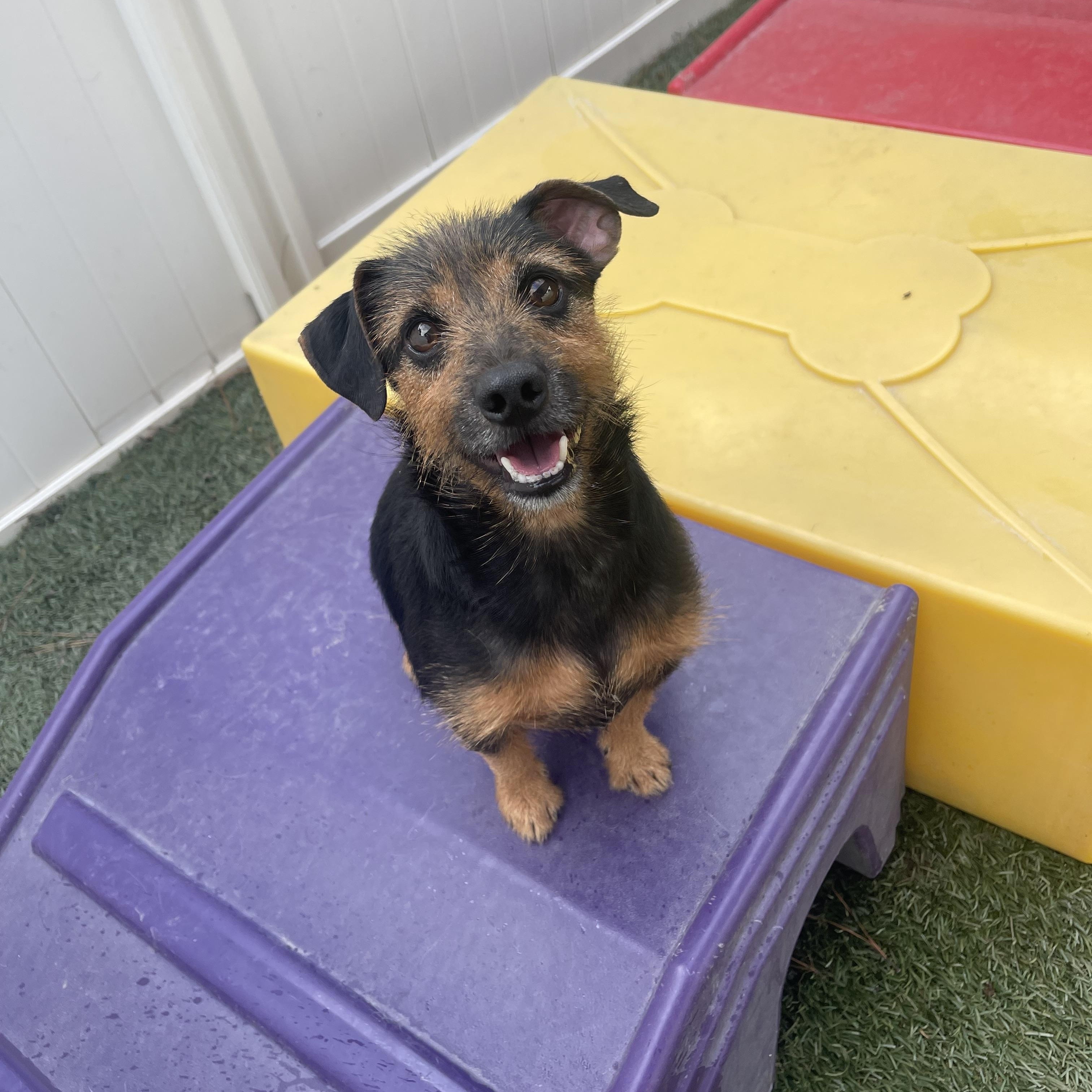 Skippy, Adopted, Adult Male Airedale Terrier.