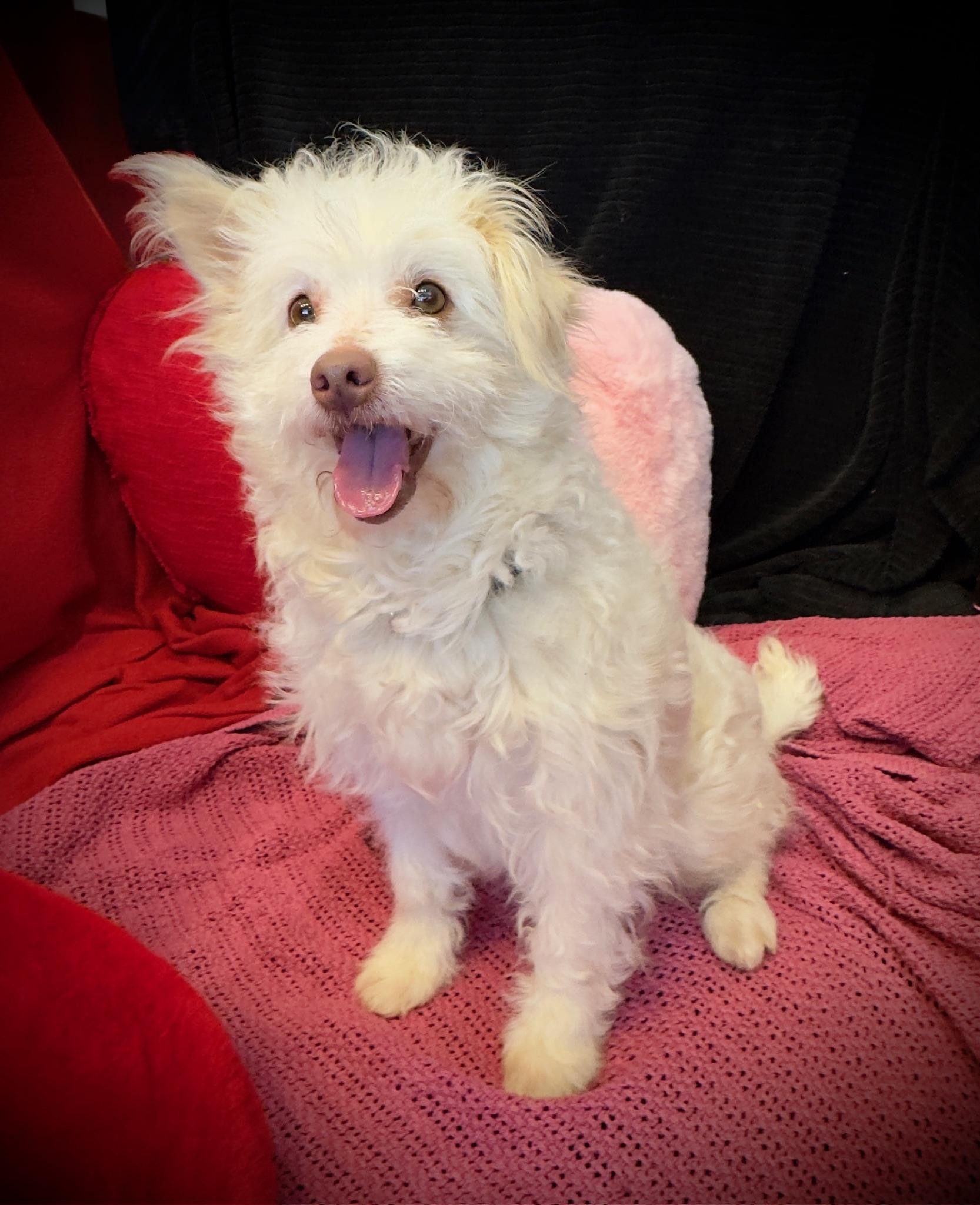 Magnolia thumbnail 2