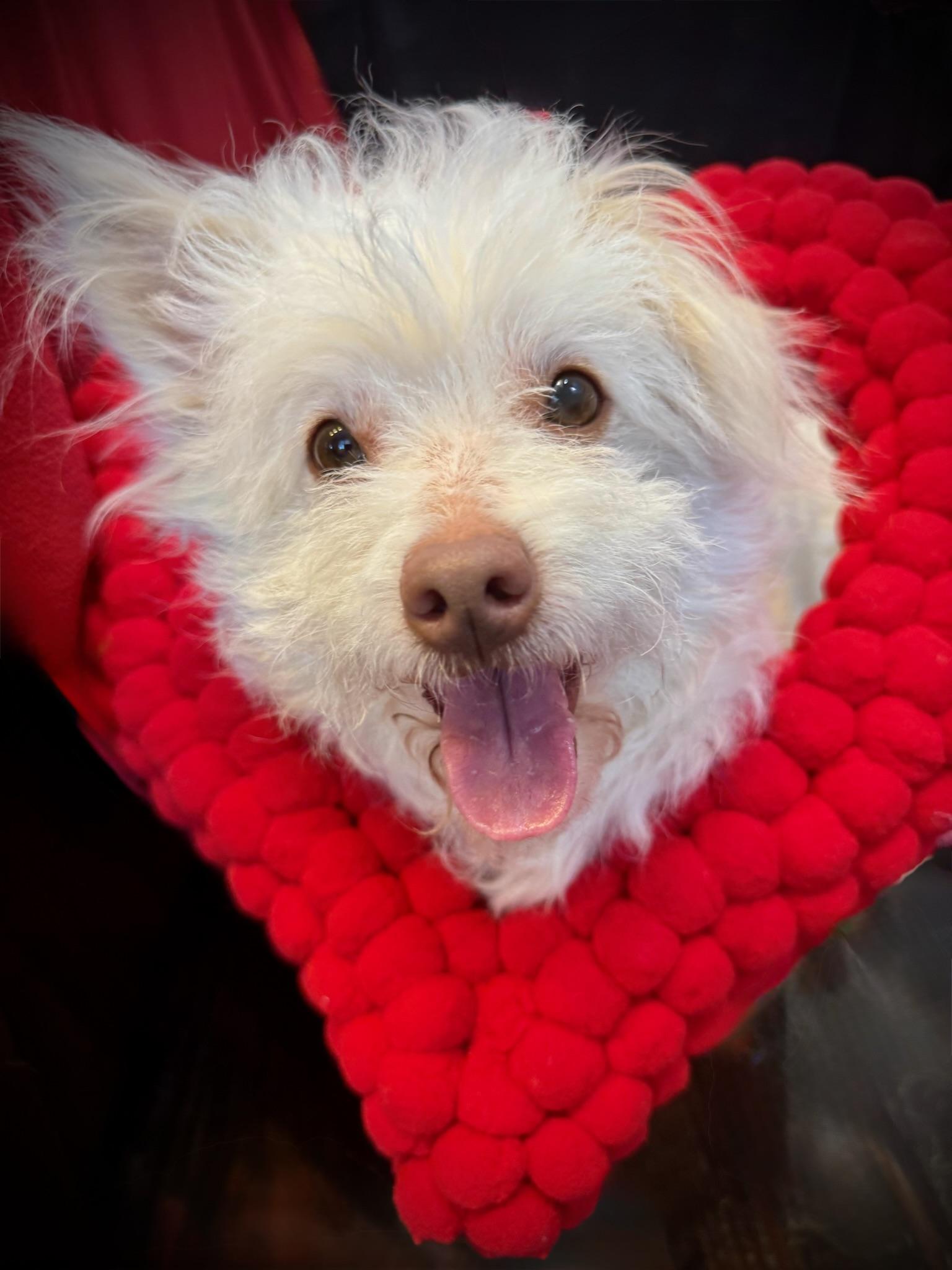 Magnolia thumbnail 3