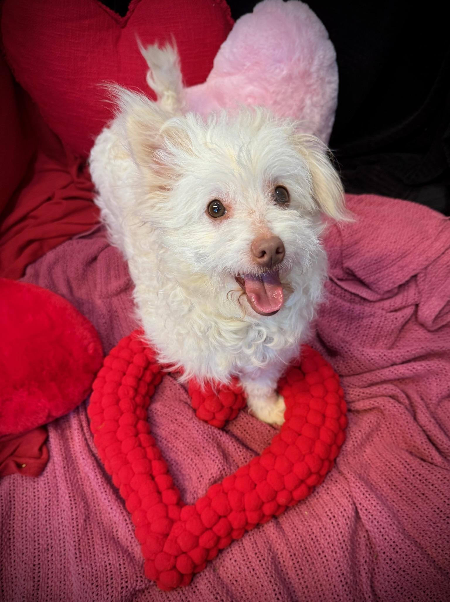 Magnolia thumbnail 4