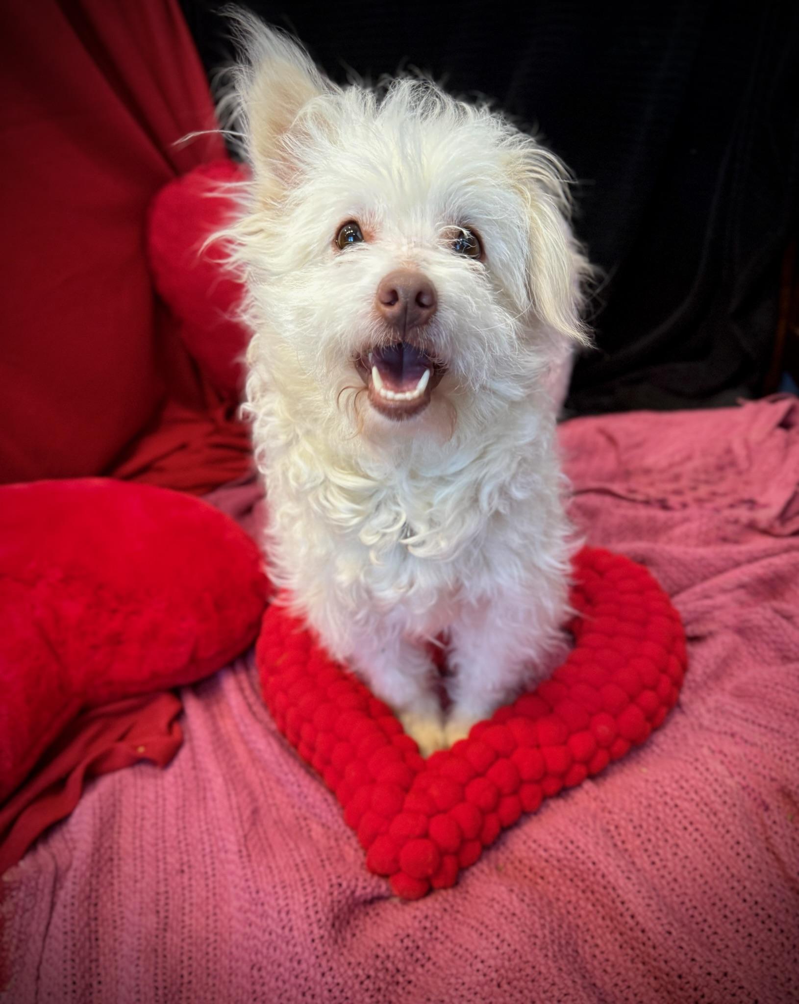 Magnolia thumbnail 5