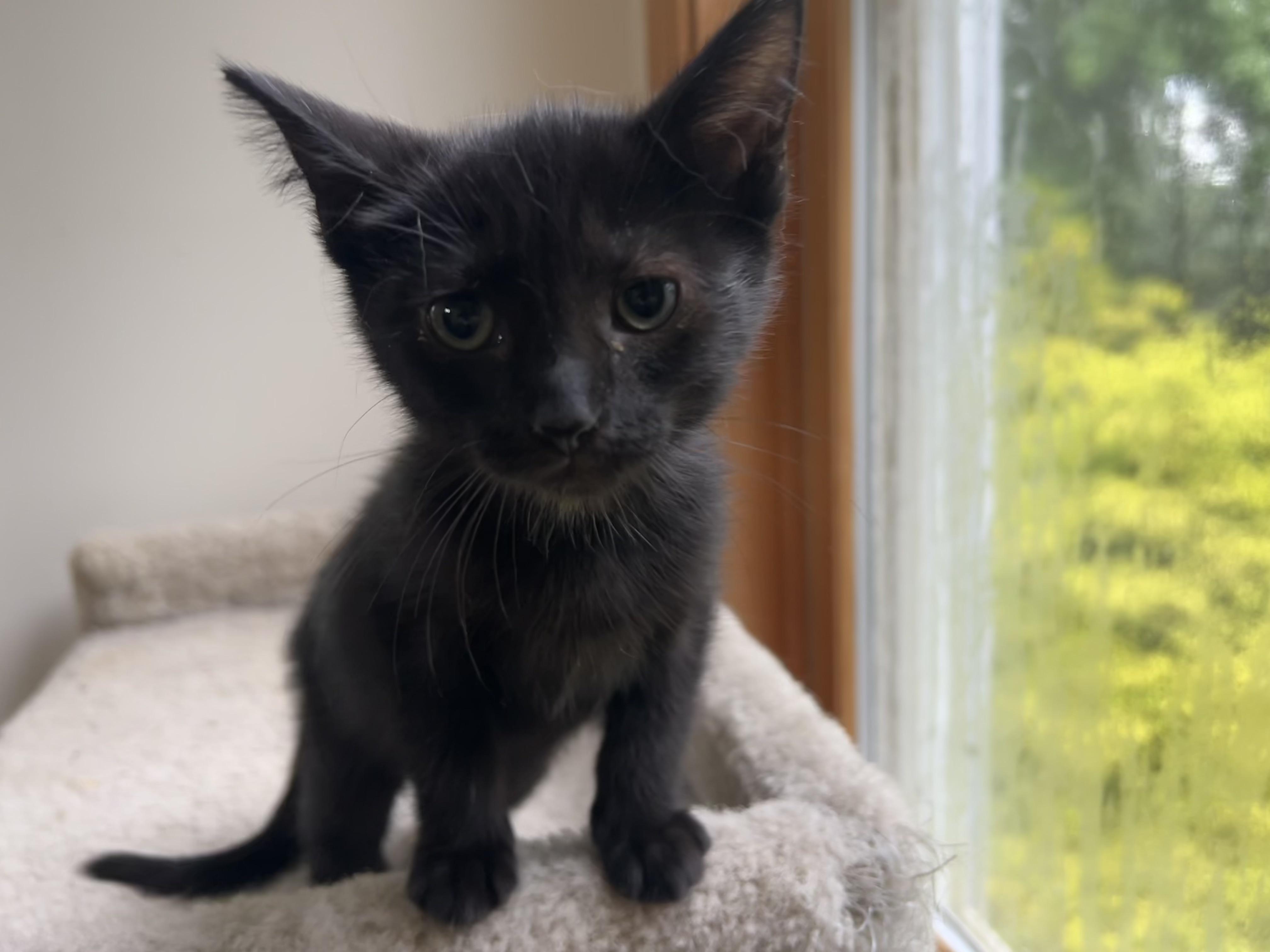 SHELLY. (she's the sweetest), an adopted mixed breed in New Milford, CT image 4/6