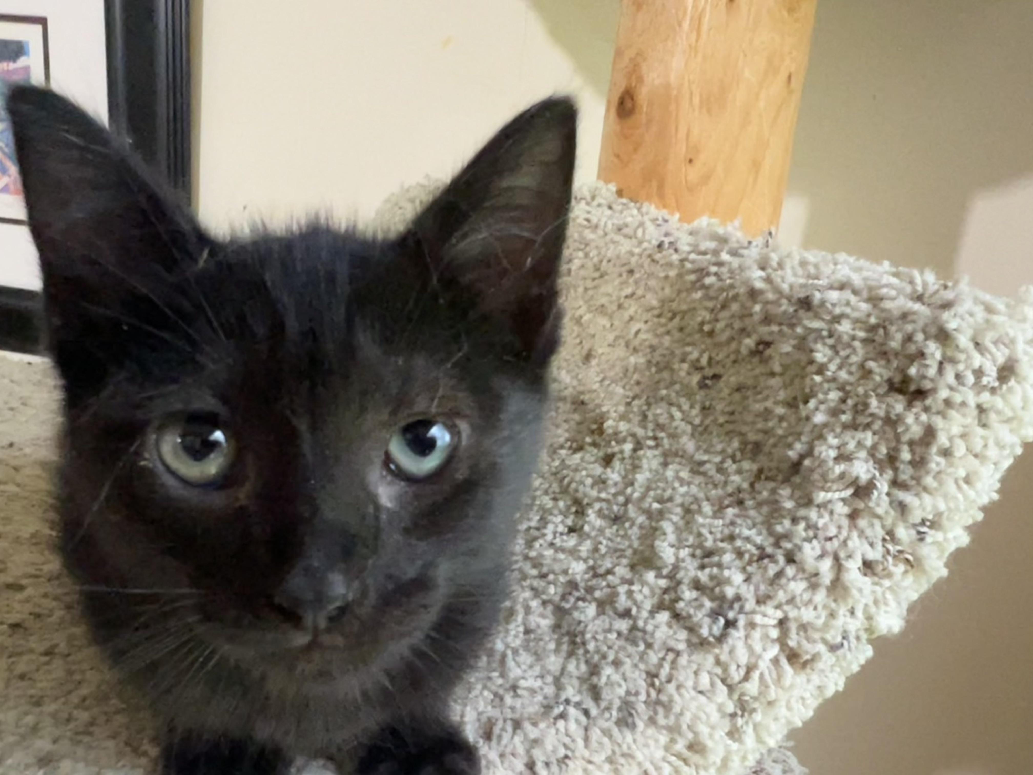 SHELLY. (she's the sweetest), an adopted mixed breed in New Milford, CT image 2/6