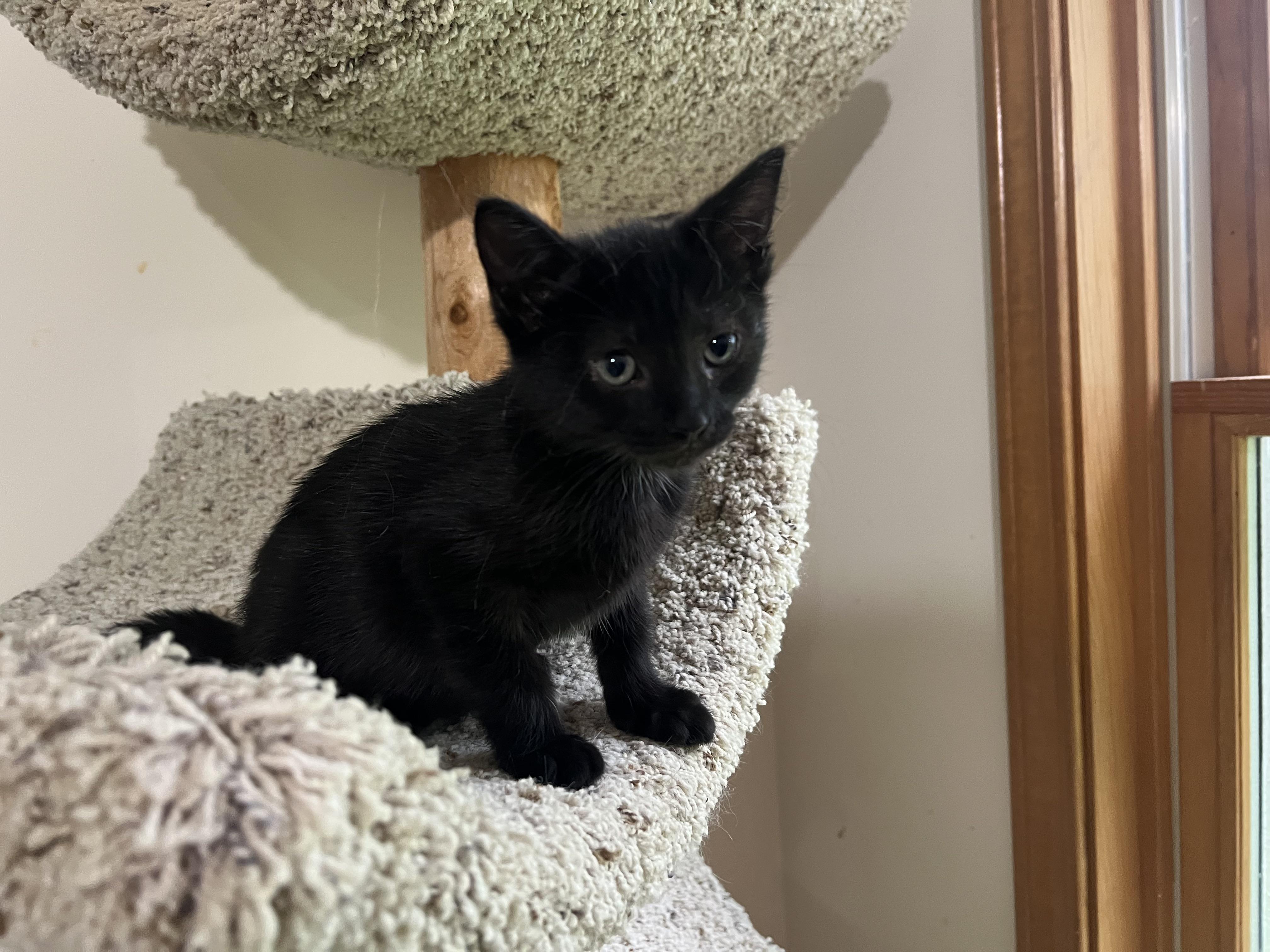 SHELLY. (she's the sweetest), adopted, Kitten Female Tabby & Domestic Short Hair.