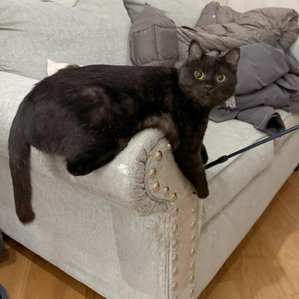 Andy, Adoptable, Adult Male Domestic Short Hair.