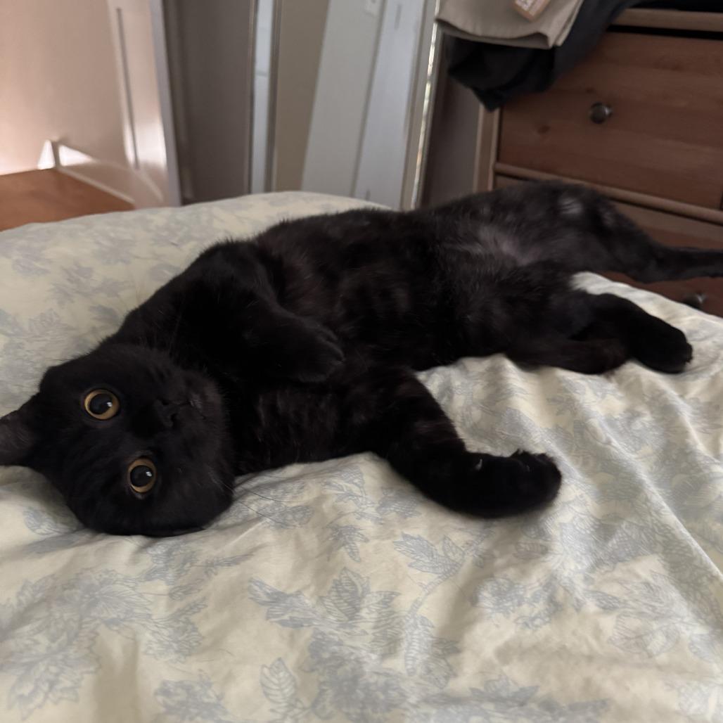 Enlarge Andy, a Adoptable Domestic Short Hair in Philadelphia, PA image 2/6