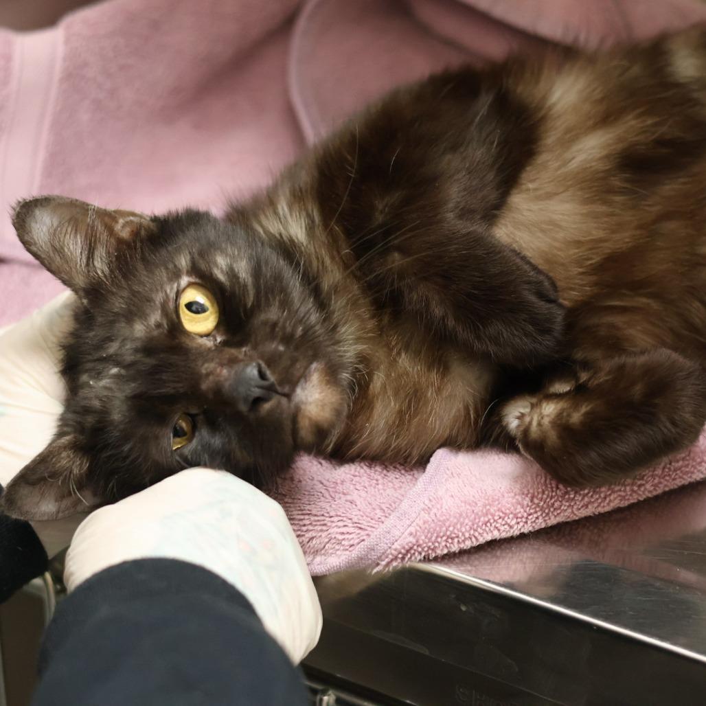 Enlarge Andy, a Adoptable Domestic Short Hair in Philadelphia, PA image 3/6