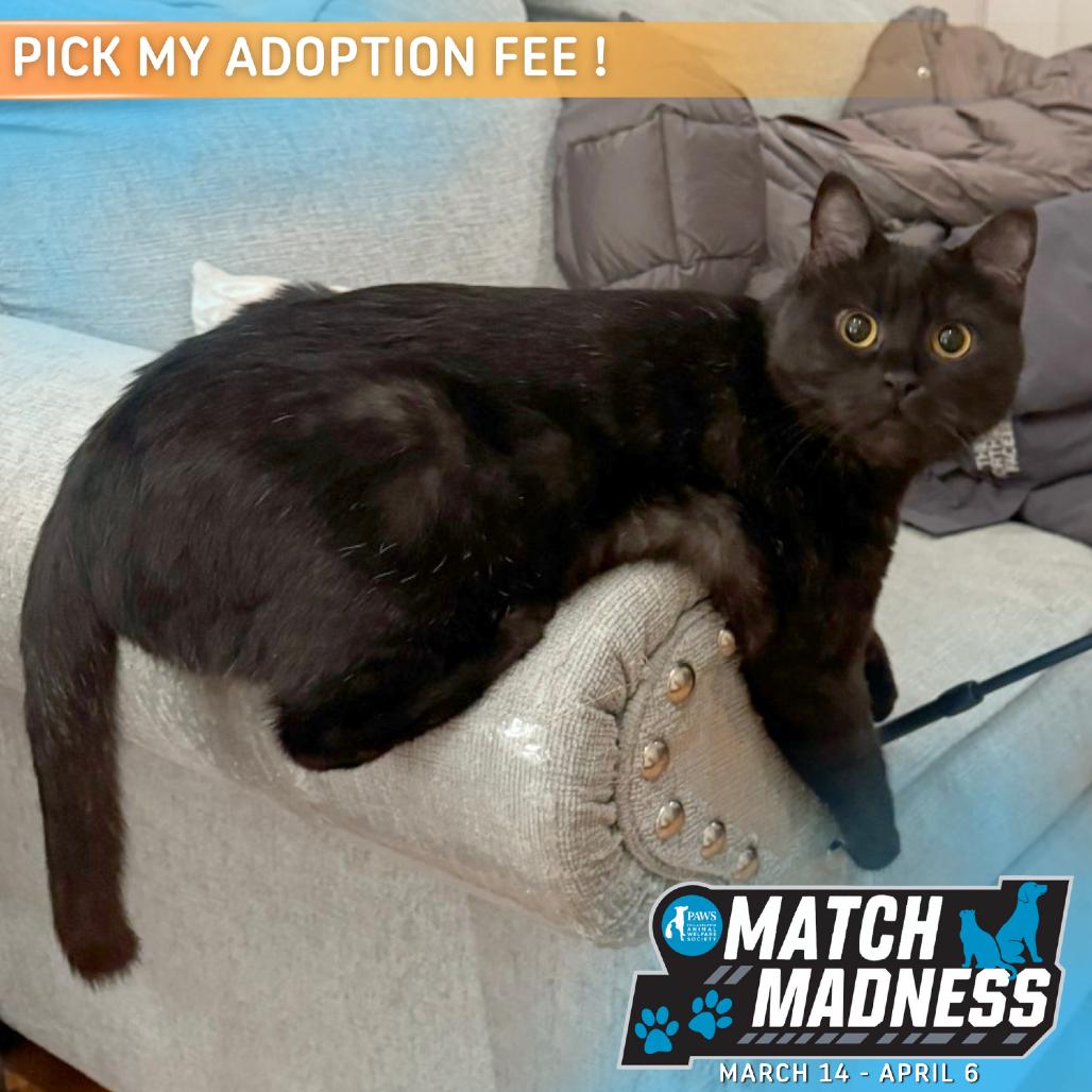 Enlarge Andy, a Adoptable Domestic Short Hair in Philadelphia, PA image 4/6