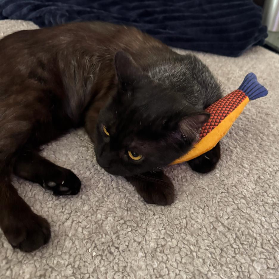 Enlarge Andy, a Adoptable Domestic Short Hair in Philadelphia, PA image 5/6