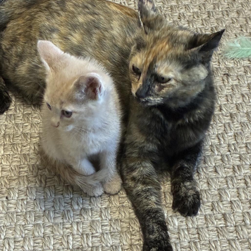 Gemini (mom), Adoptable, Adult Female Domestic Short Hair.