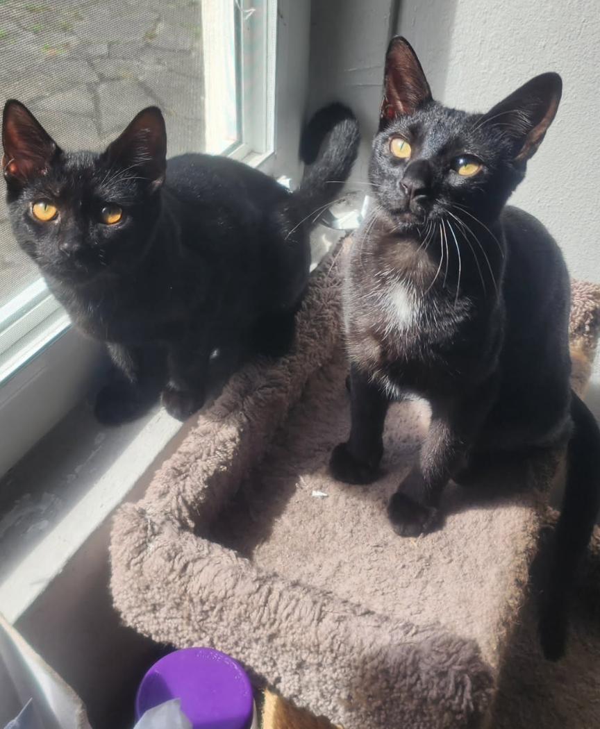 BONDED PAIR: Salem & Spirit, Adoptable, Young Male Domestic Short Hair.