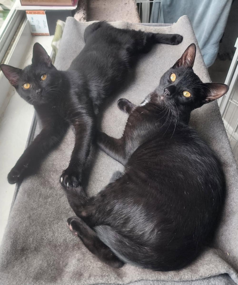 Enlarge BONDED PAIR: Salem & Spirit, a Adoptable Domestic Short Hair in Naples, FL image 3/3