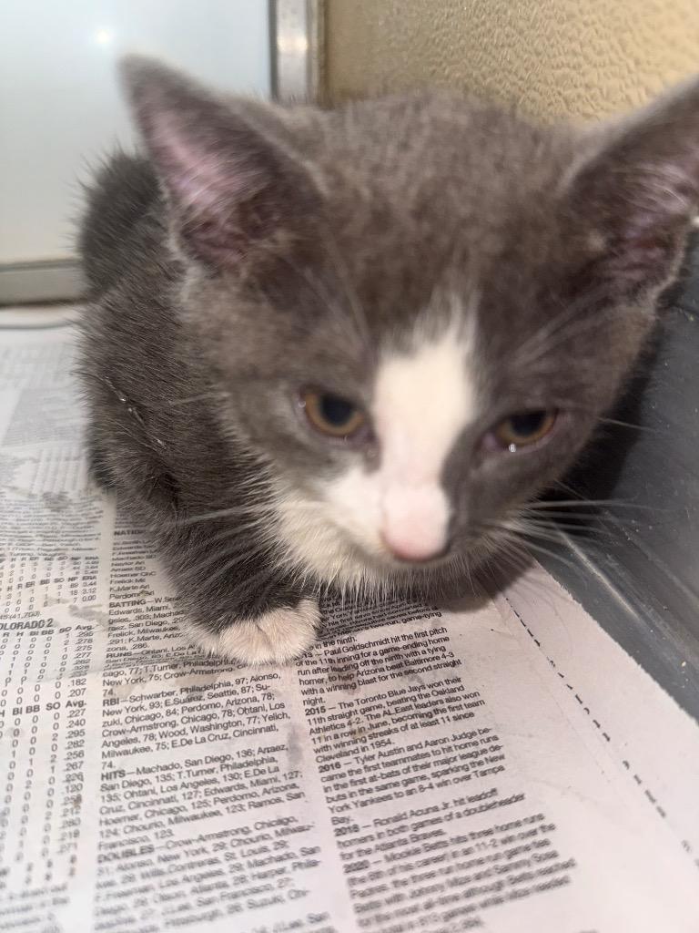 Enlarge Niko, a Adoptable mixed breed in Douglasville, GA image 1/1