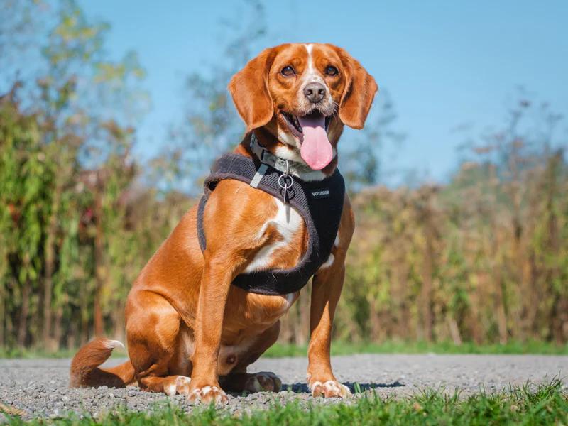 Enlarge Harley, a Adoptable mixed breed in Pointe-Fortune, QC image 1/4