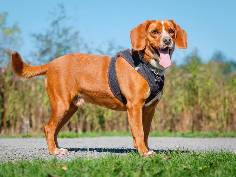 Enlarge Harley, a Adoptable mixed breed in Pointe-Fortune, QC image 2/4