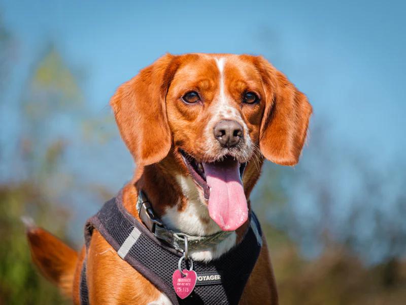 Enlarge Harley, a Adoptable mixed breed in Pointe-Fortune, QC image 3/4