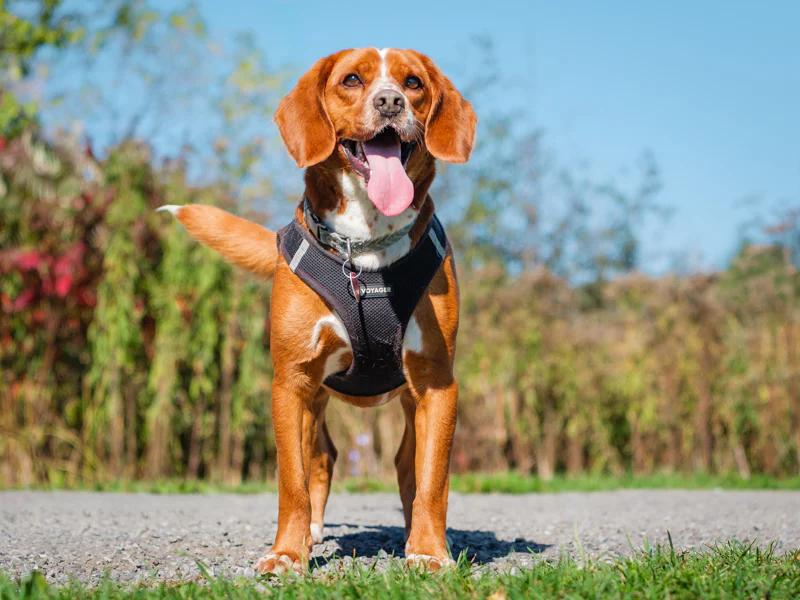Enlarge Harley, a Adoptable mixed breed in Pointe-Fortune, QC image 4/4