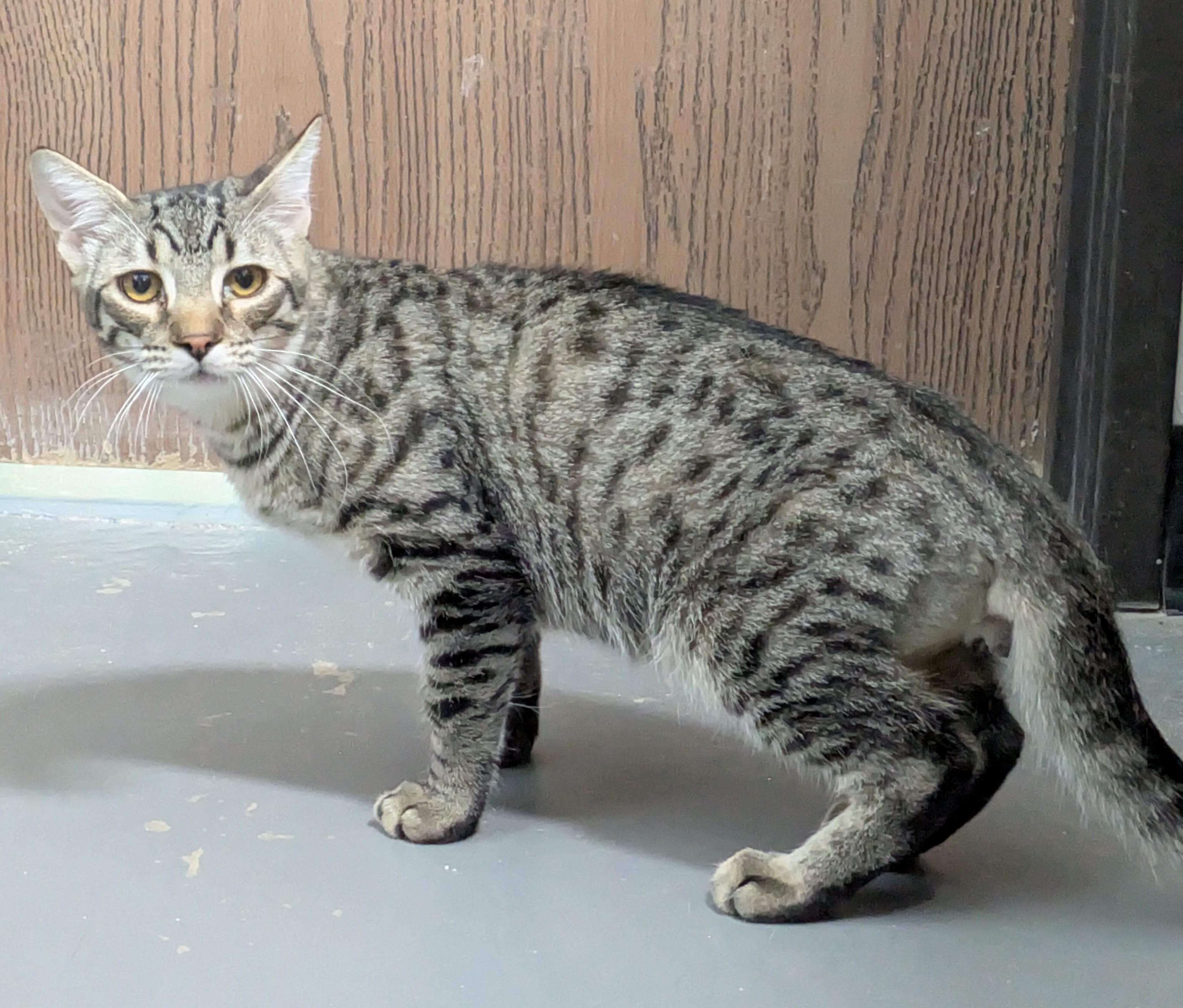 Petey, Adoptable, Young Male Domestic Short Hair.